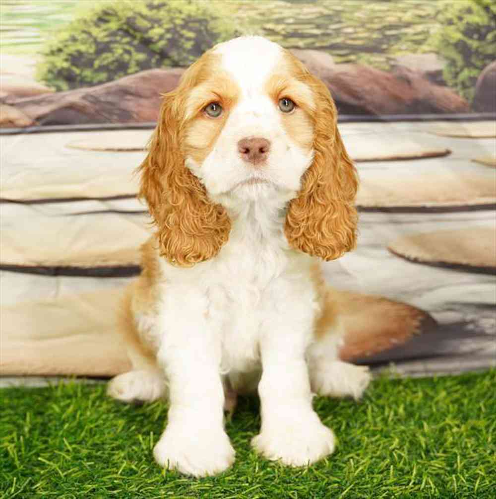 pet breed image