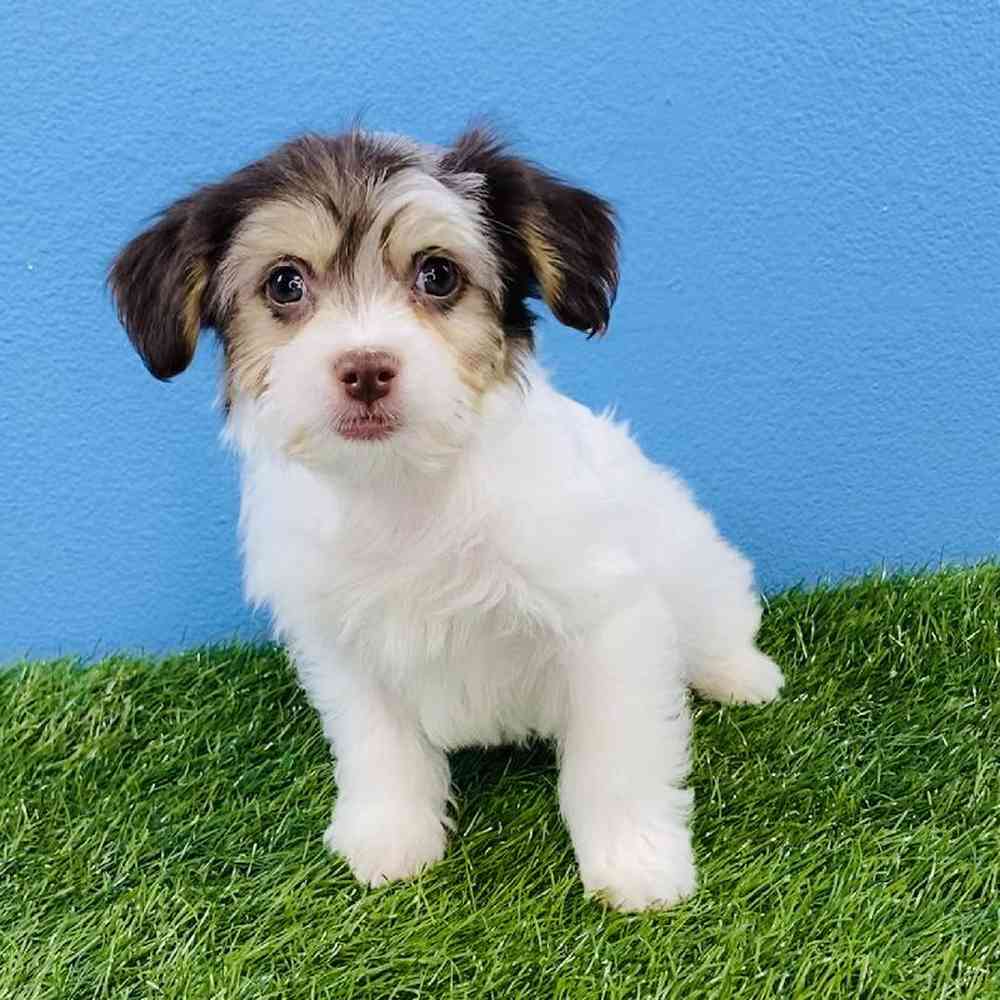 Female Havanese Puppy for sale