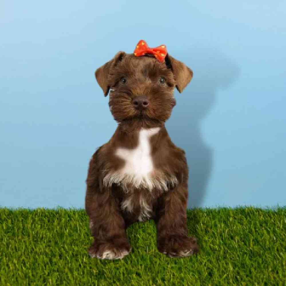 carousel pet images