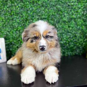 Miniature American Shepherd