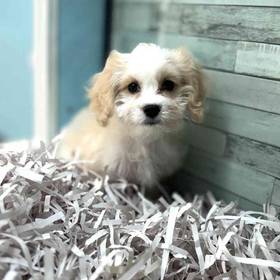 Cavachon