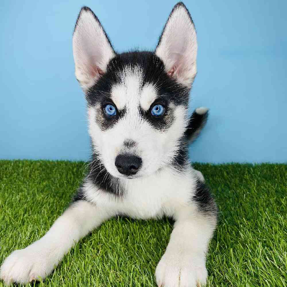 Baby husky for sales sale near me