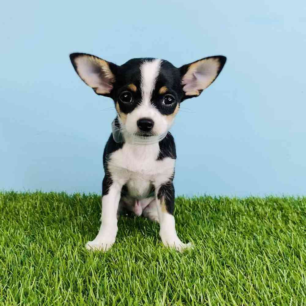carousel pet images