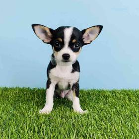 Chihuahua