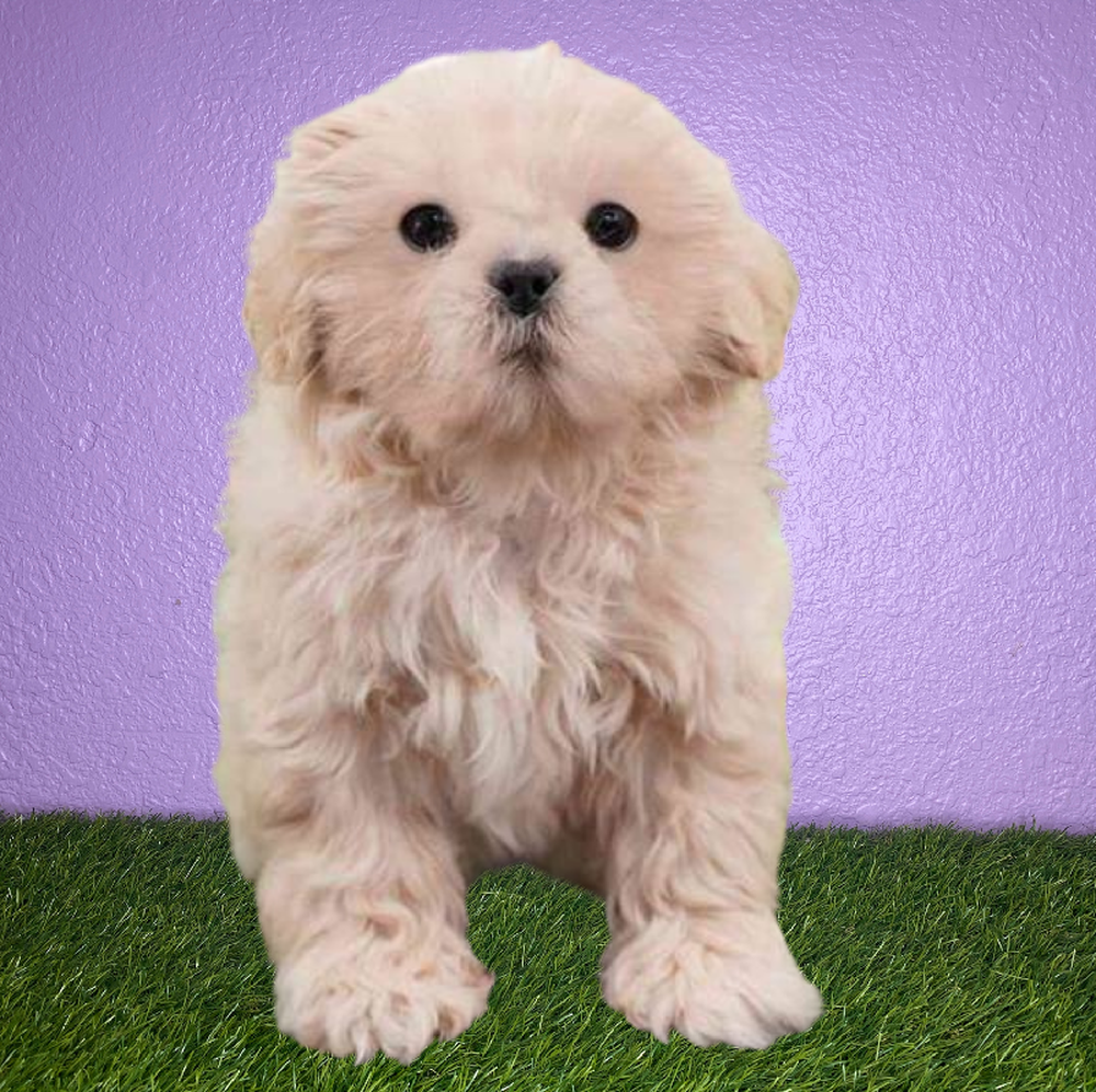 Male Shih Tzu Puppy for Sale in New Braunfels, TX