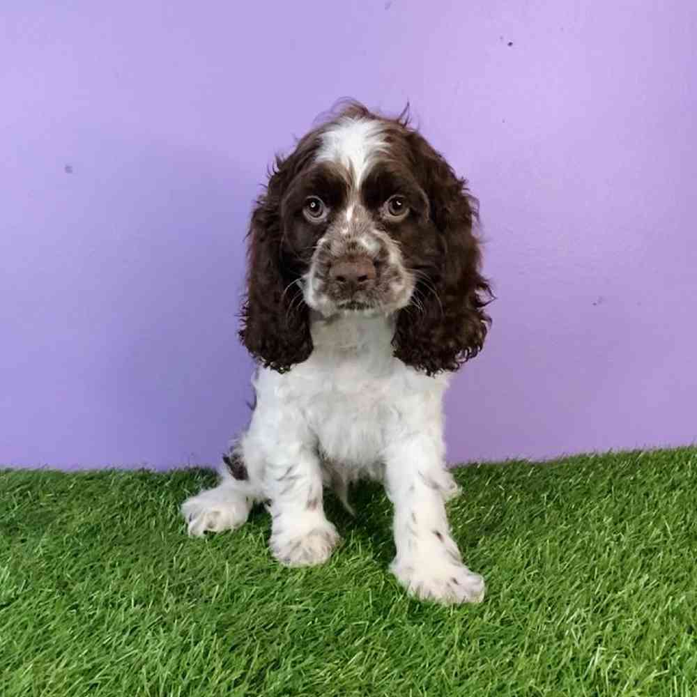 Male Cocker Spaniel Puppy for sale