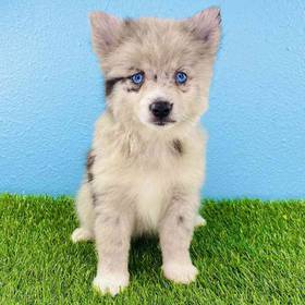 Pomsky