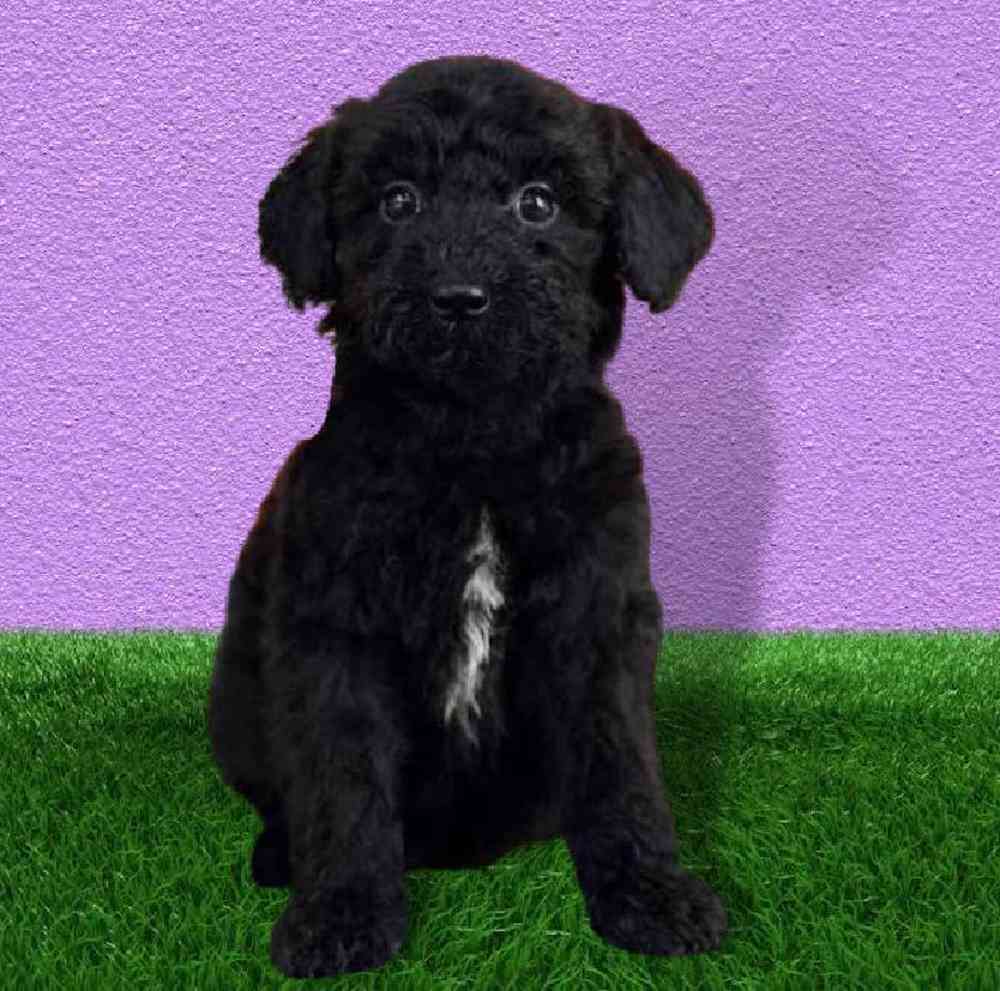 Male Poodle Puppy for sale