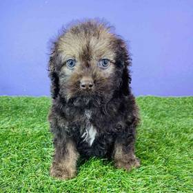 Cockapoo