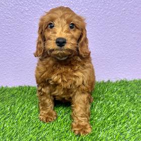 2nd Gen Mini Goldendoodle