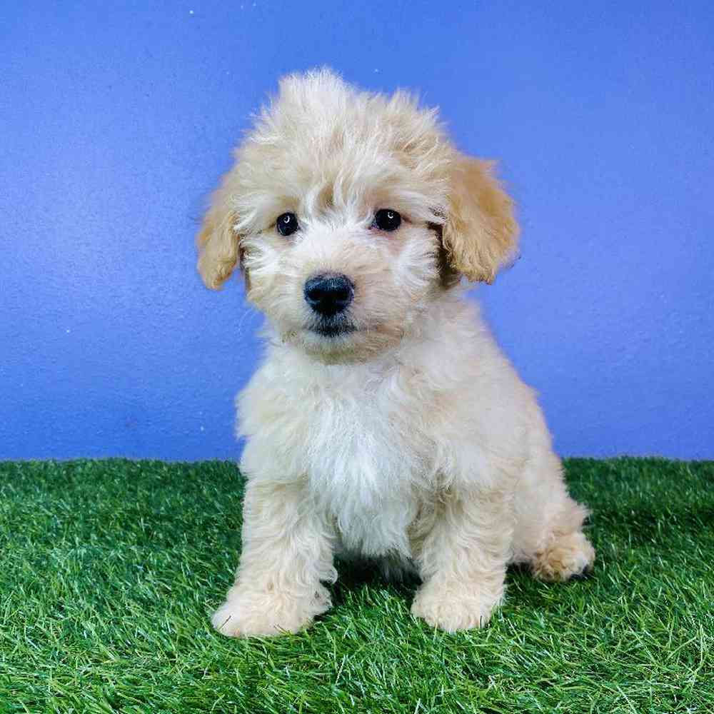 Female 2nd Gen Mini Goldendoodle Puppy for sale