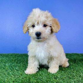 2nd Gen Mini Goldendoodle