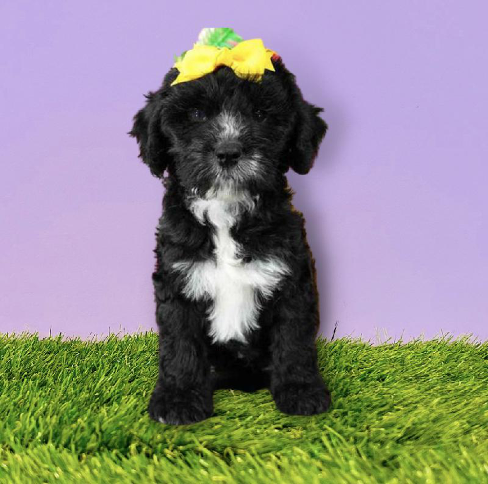 Female Mini Springer-Poo Puppy for sale