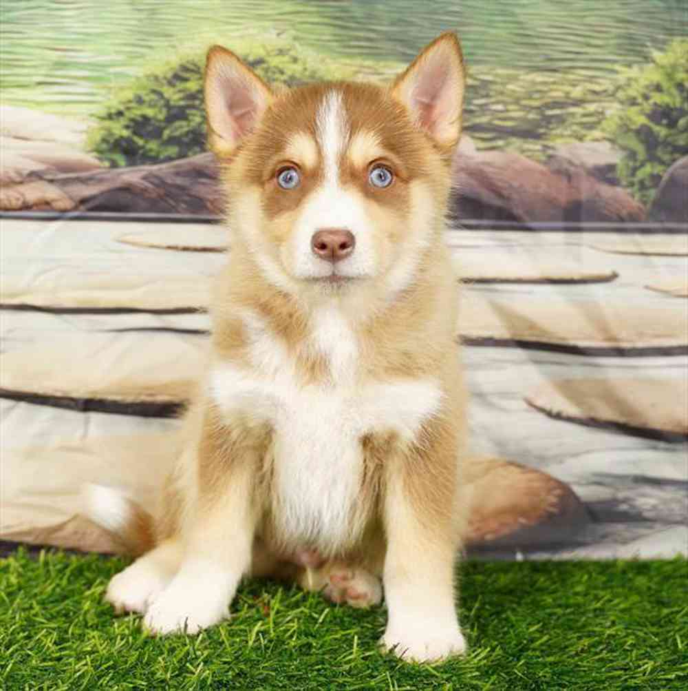 pet breed image