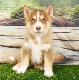 Pomsky