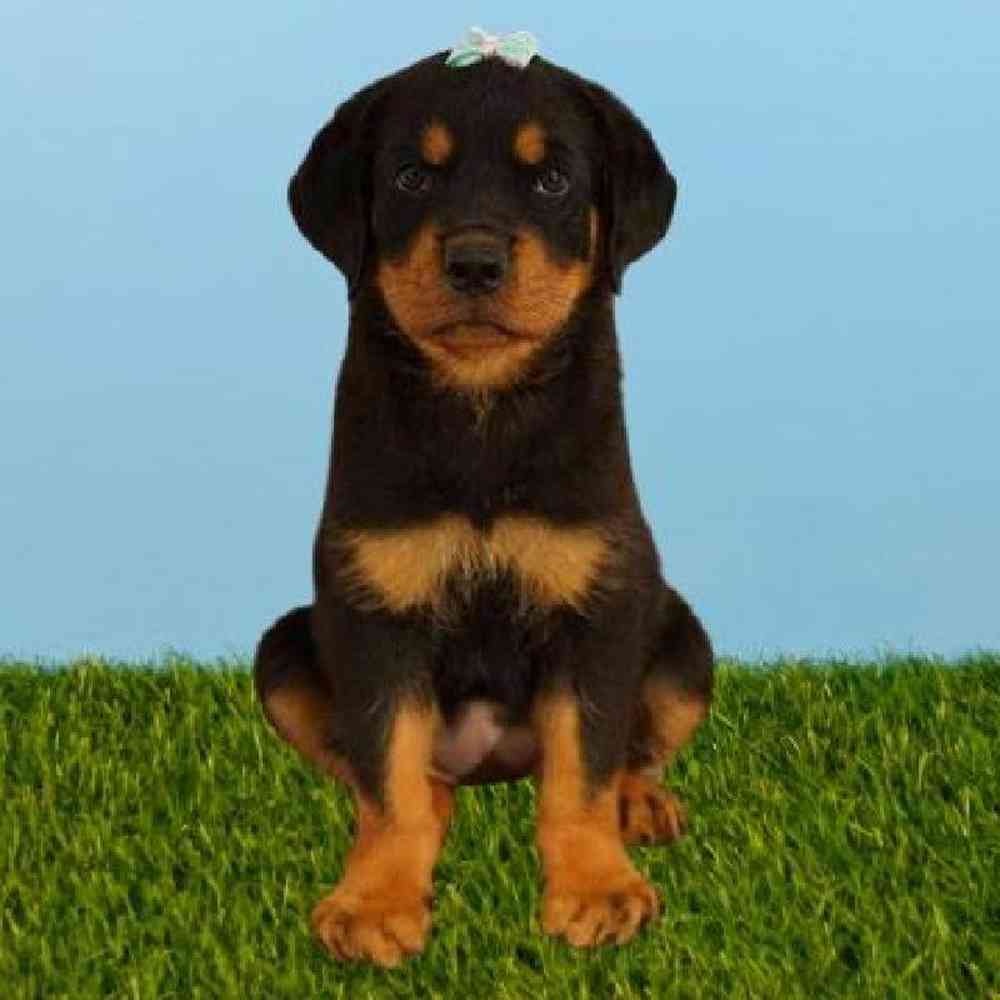 Female Rottweiler Puppy for sale