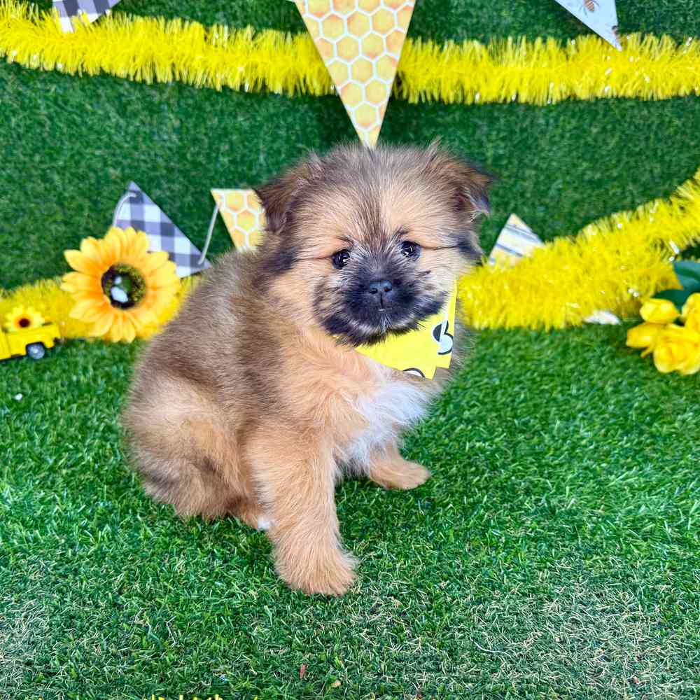 carousel pet images