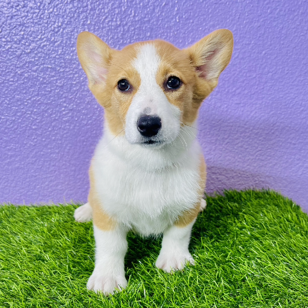 pet breed image