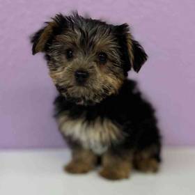 Yorkie