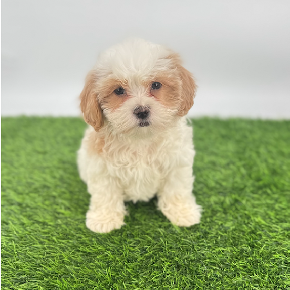 pet breed image