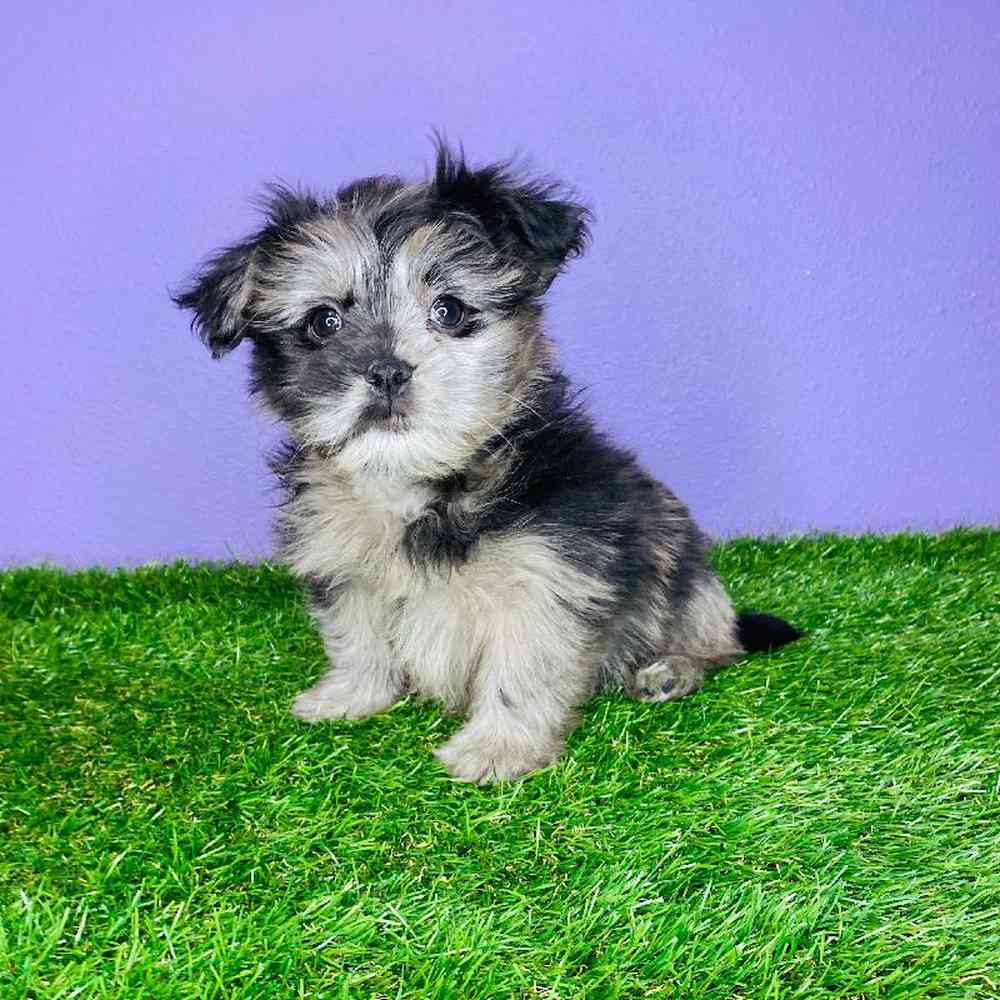 carousel pet images