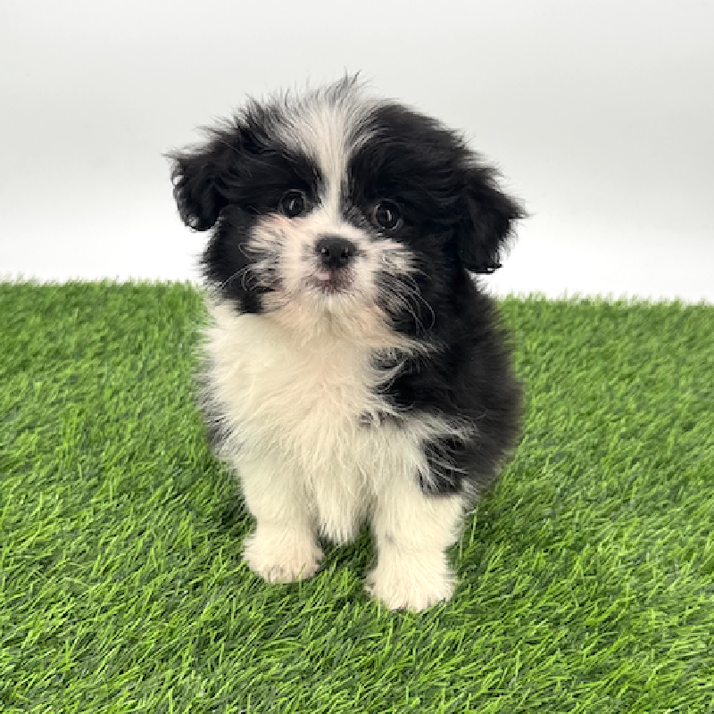 pet breed image