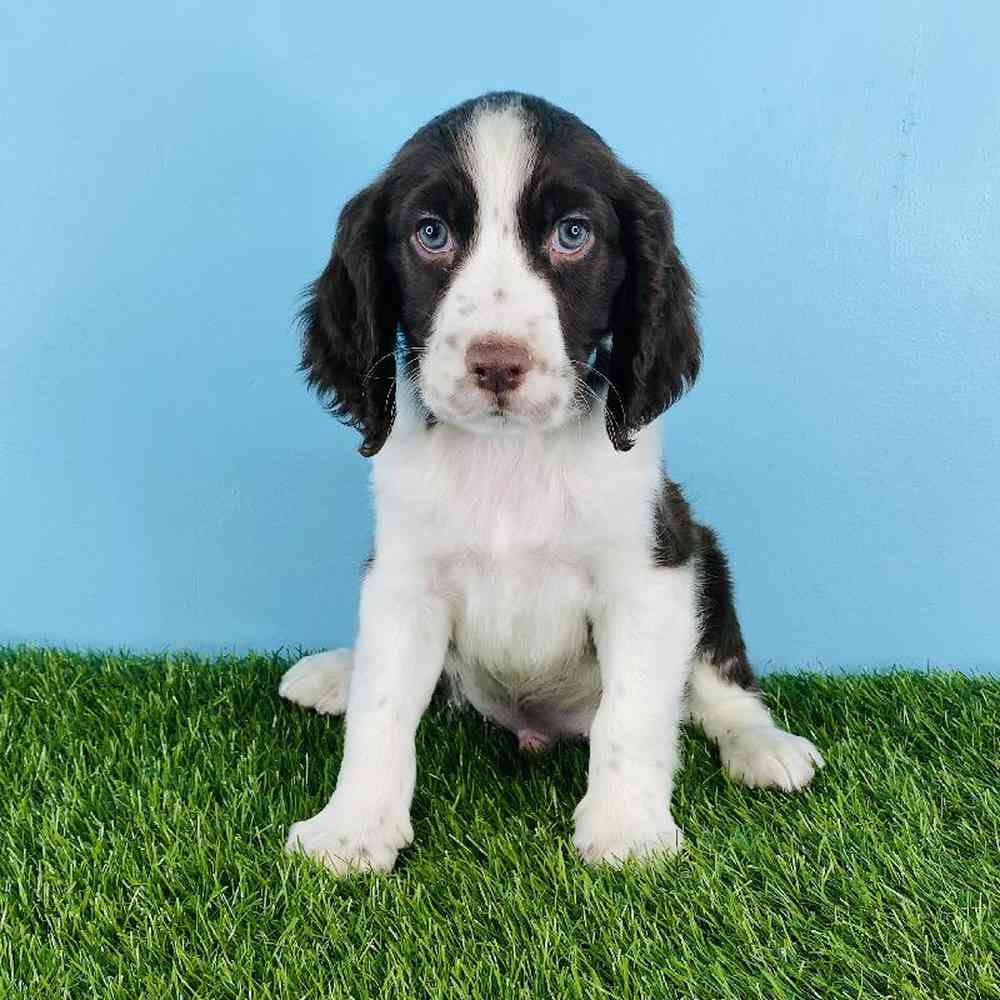 Male English Springer Spaniel Puppy for sale