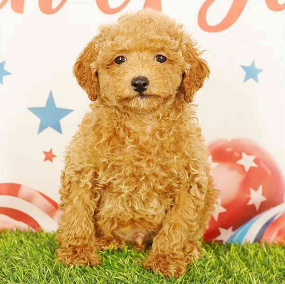 pet breed image