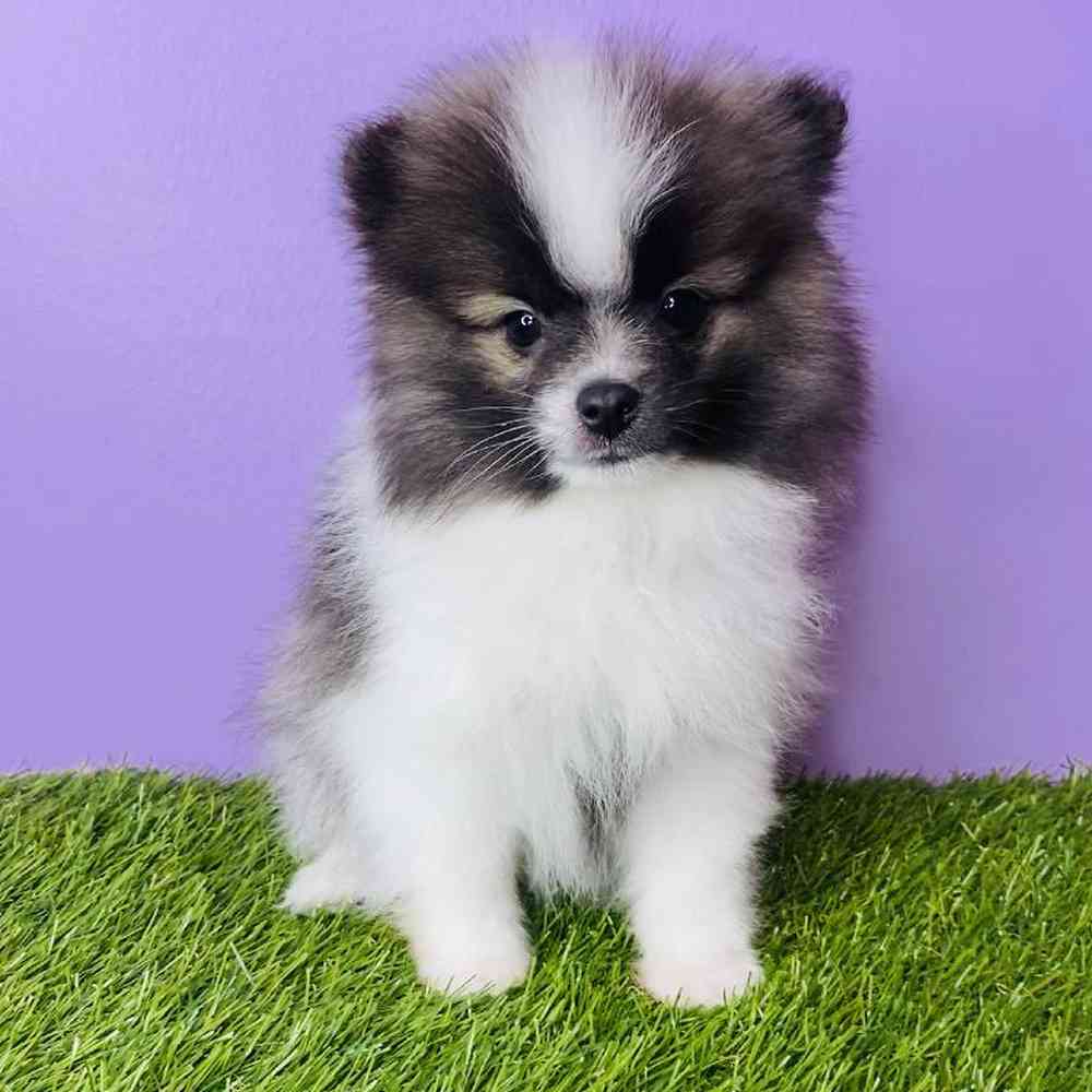 Pomeranian puppies under sales $200