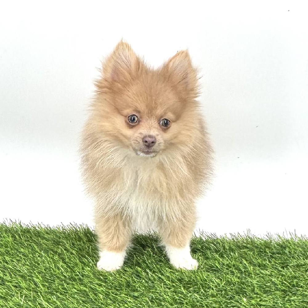 pet breed image