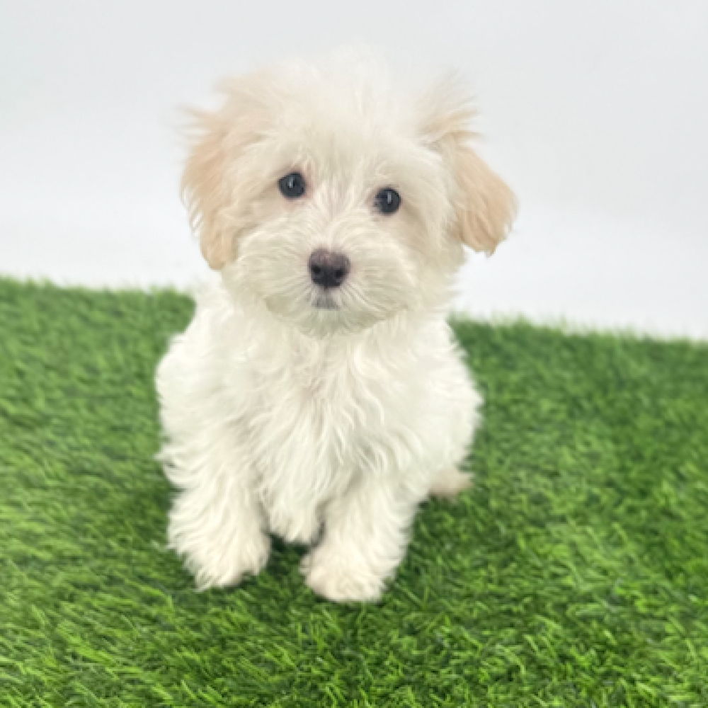 pet breed image