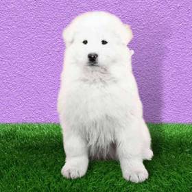 Samoyed