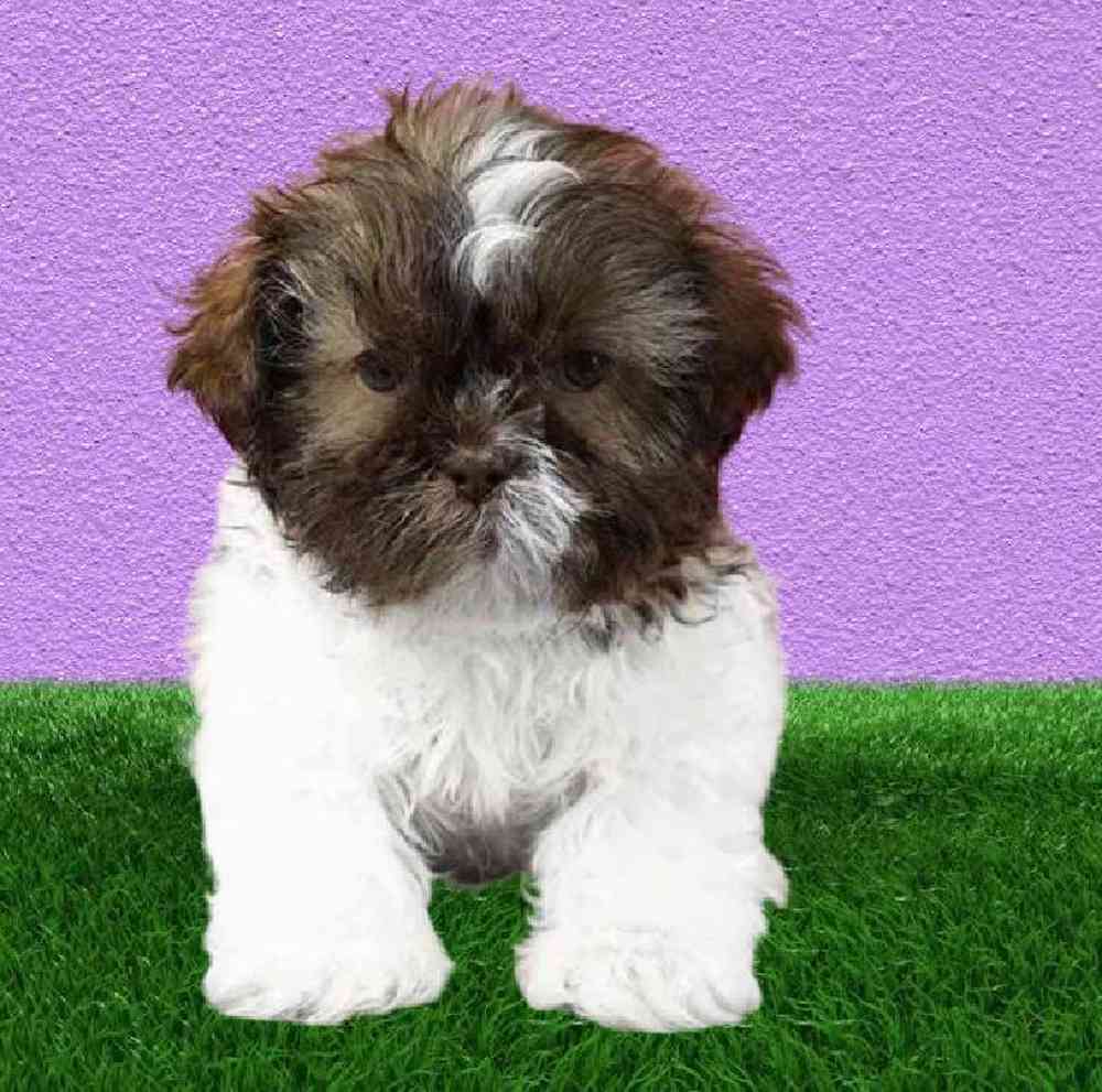 Male Shih Tzu Puppy for Sale in Puyallup, WA