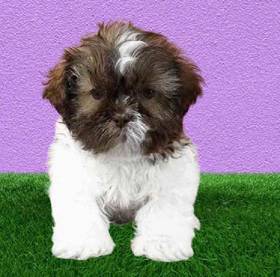 Shih Tzu