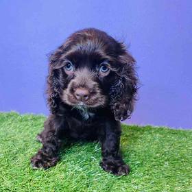 Cocker Spaniel