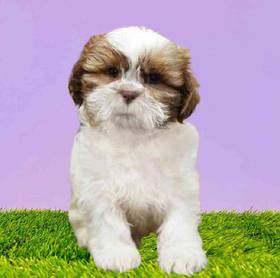 Shih Tzu