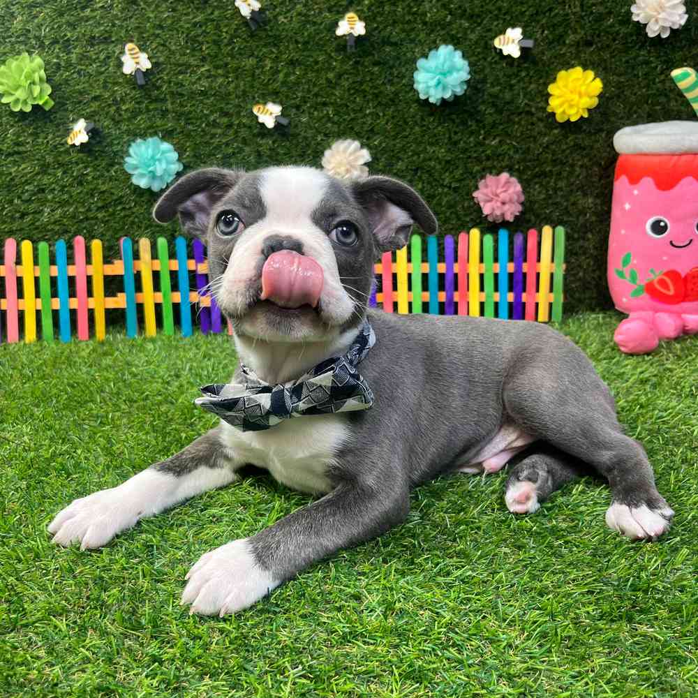 carousel pet images