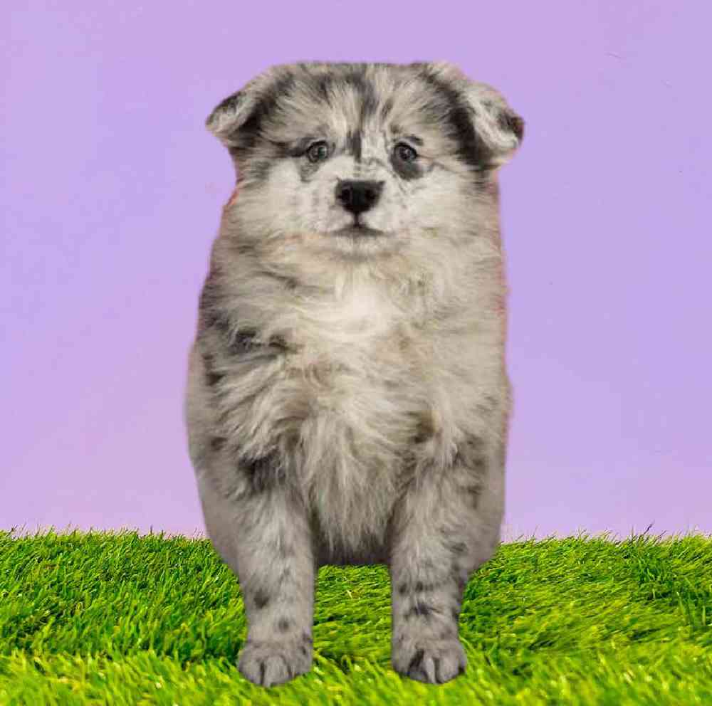 carousel pet images