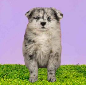 Pomsky