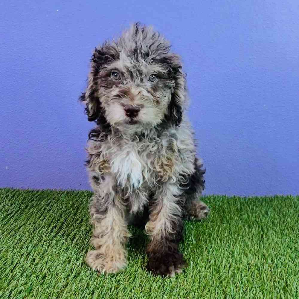 Female 2nd Gen Mini Bernadoodle Puppy for sale
