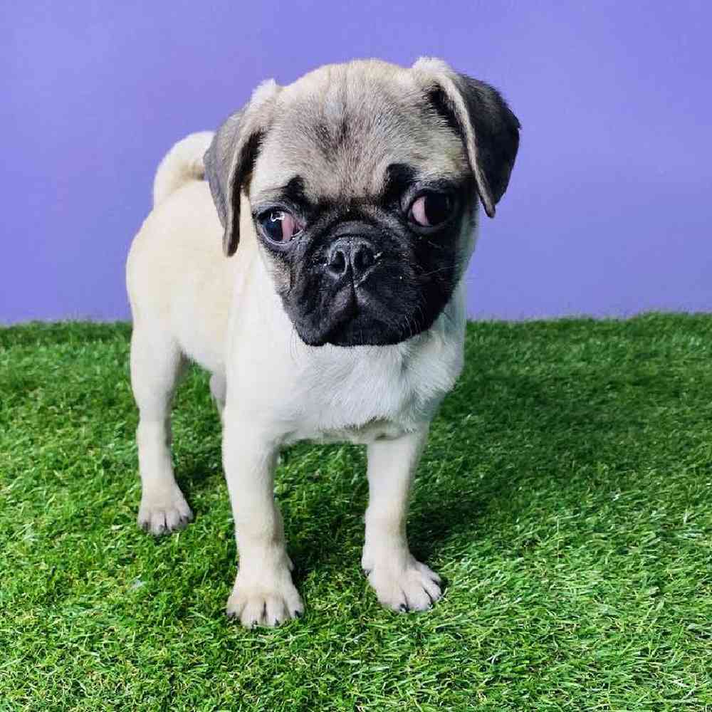 carousel pet images