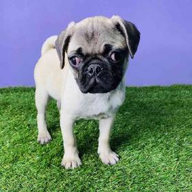 Pug