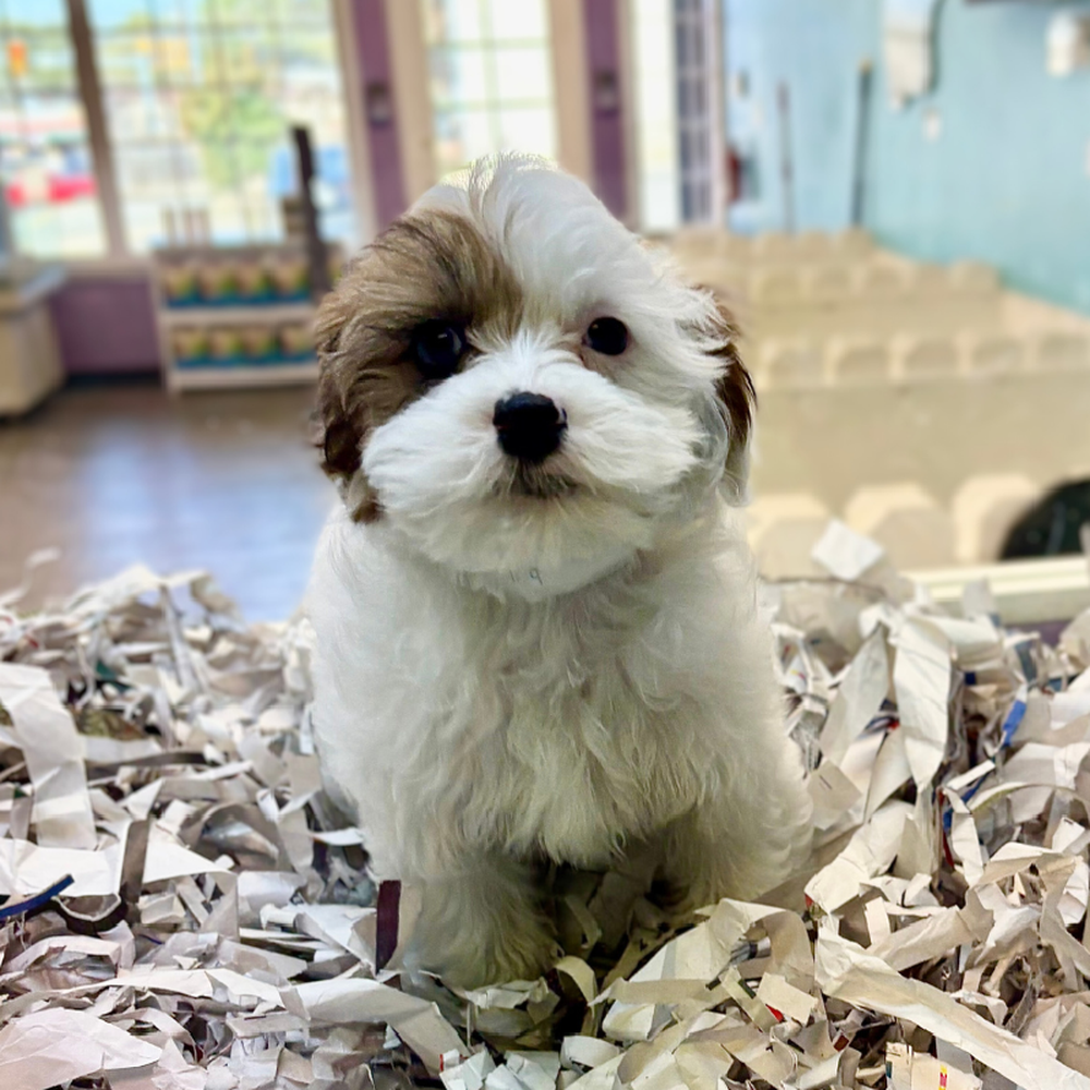 carousel pet images