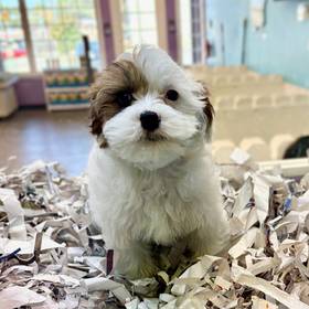 Shizapoo