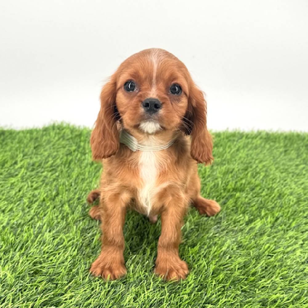 pet breed image