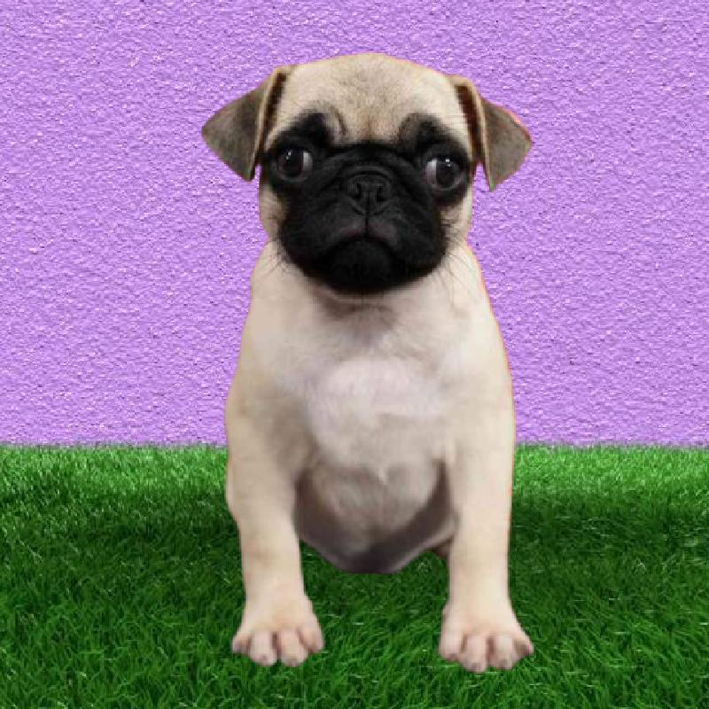 Female Pug Puppy for sale