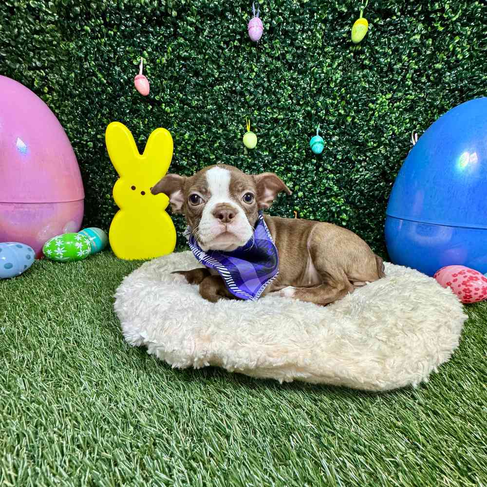 carousel pet images