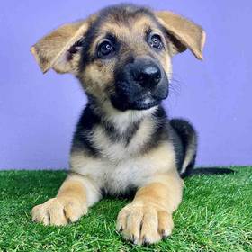 German Shepherd