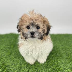 Teddy Bear