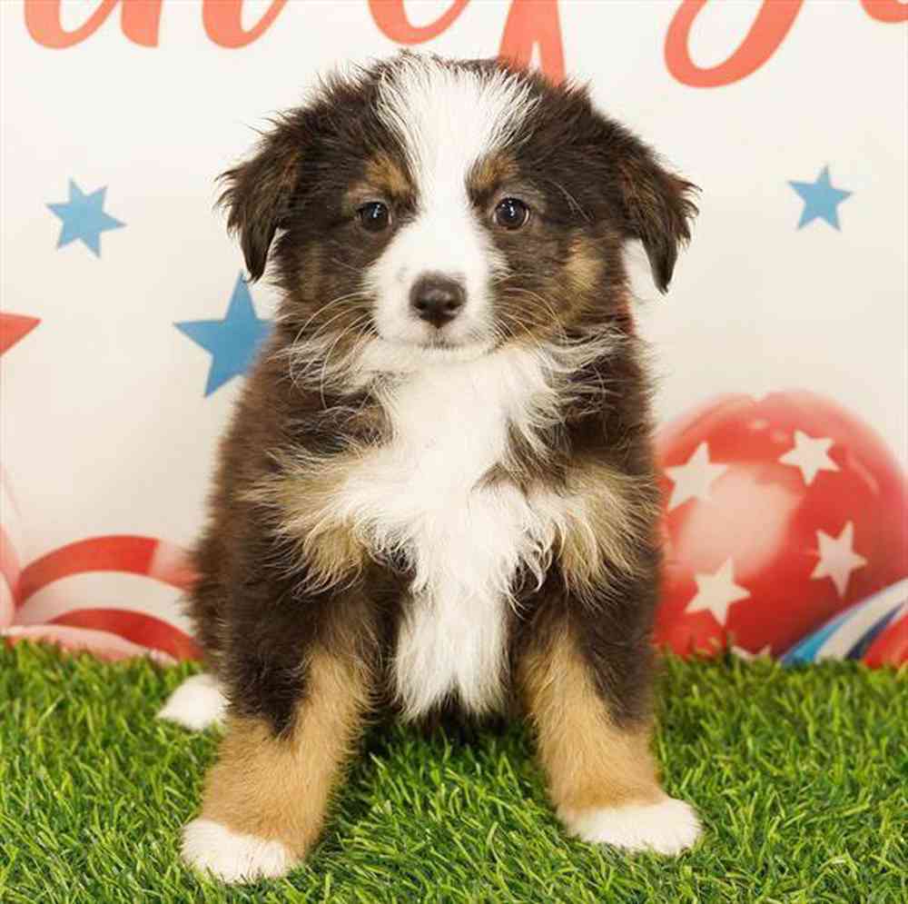 pet breed image